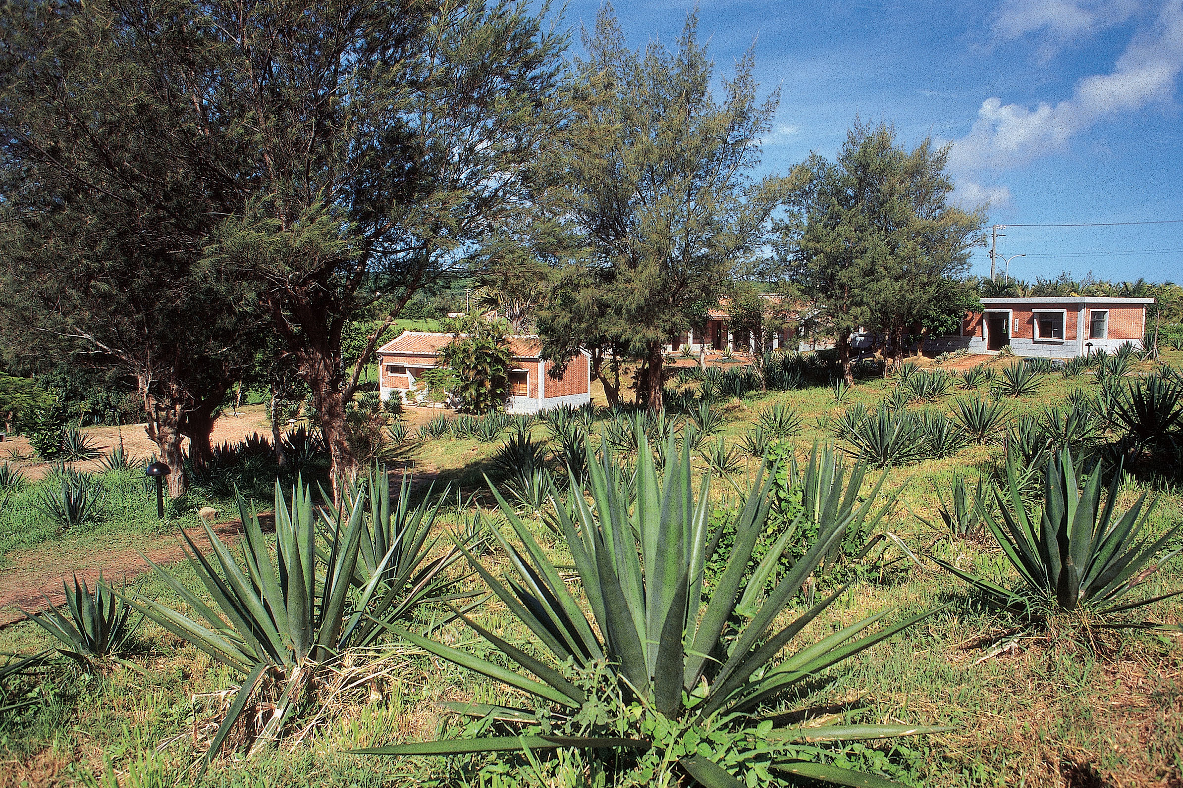 上：麻絲取自瓊麻葉的纖維／墾管處提供