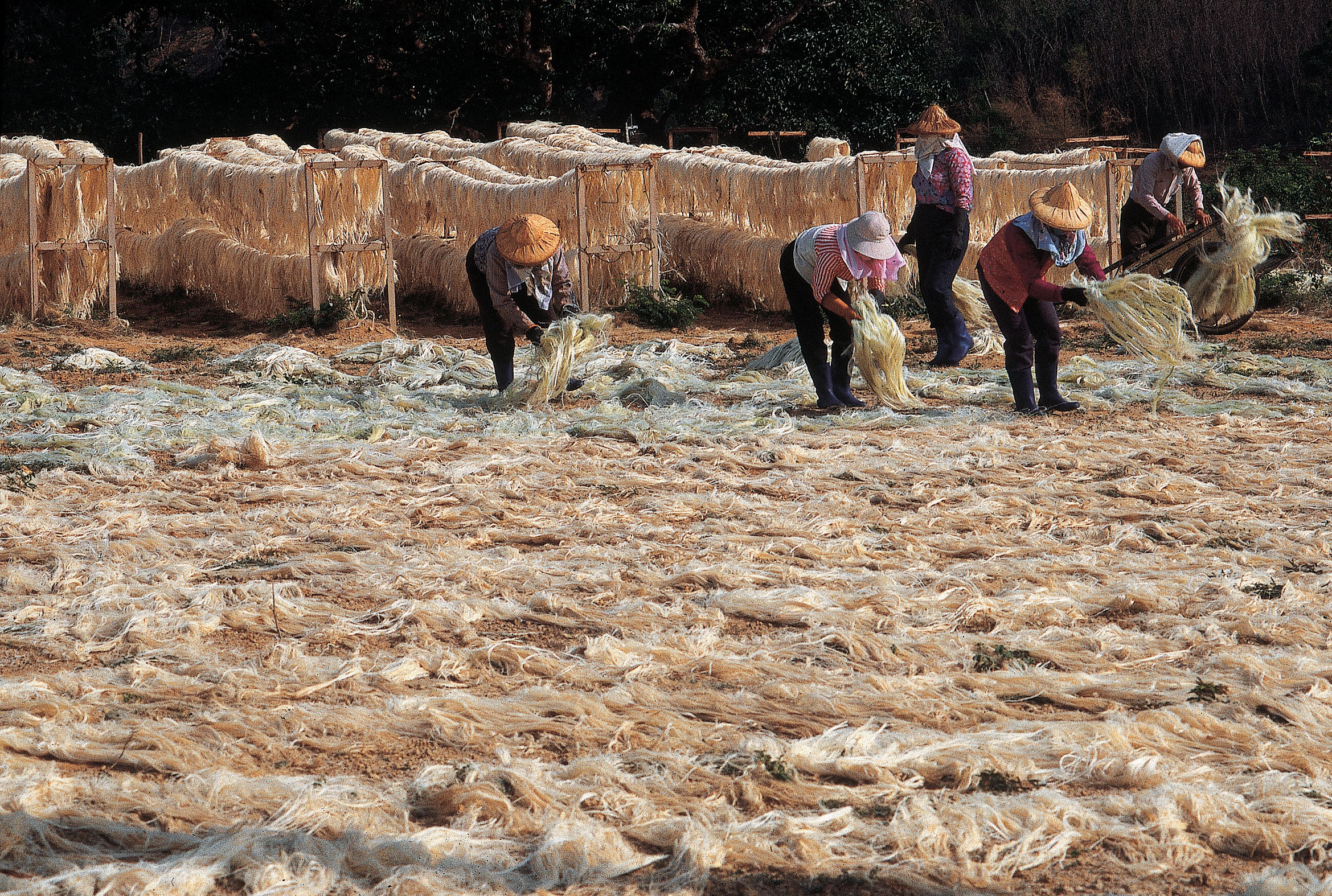 下：曬麻絲／墾管處提供