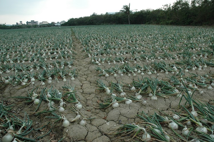 恆春半島洋蔥因強風而倒向一方／羅克阿舍提供