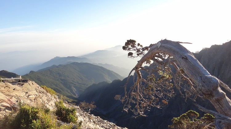 被風雪壓的彎曲的玉山圓柏（左側為步道欄杆，右側樹上方牌為調查用標籤）／余偲嫣攝