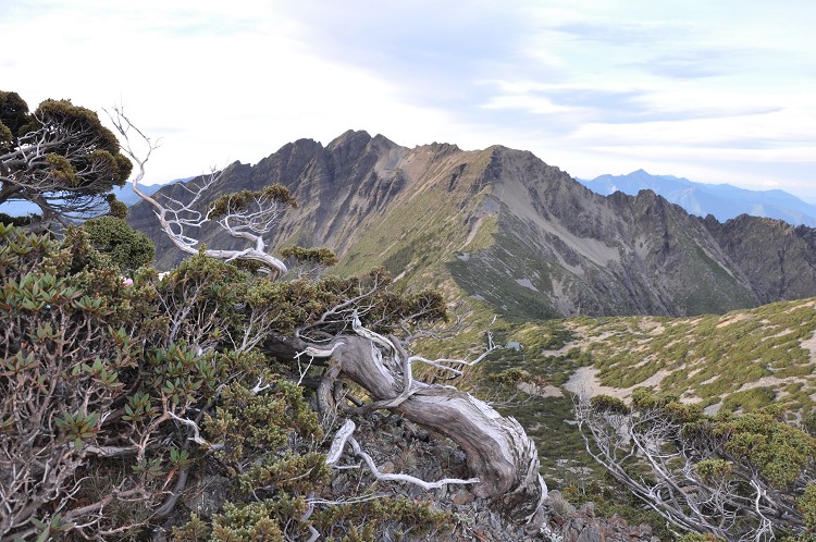 玉山國家公園內高海拔地區的玉山圓柏被風雪壓成矮盤灌叢型態／李俊民攝，玉管處提供