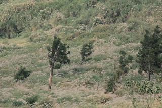 由樹的生長型態可見強風長期由左向右吹拂／范震華攝