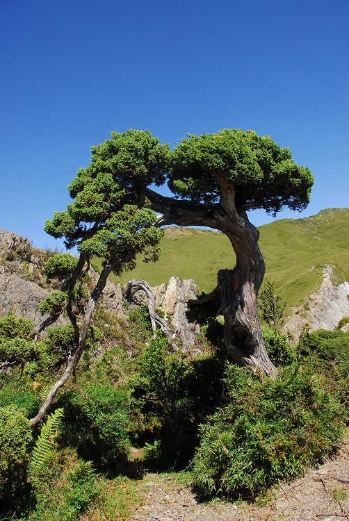 玉山圓柏（避風處直立生長）／林茂耀攝