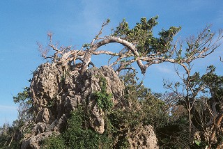 風剪樹／墾管處提供