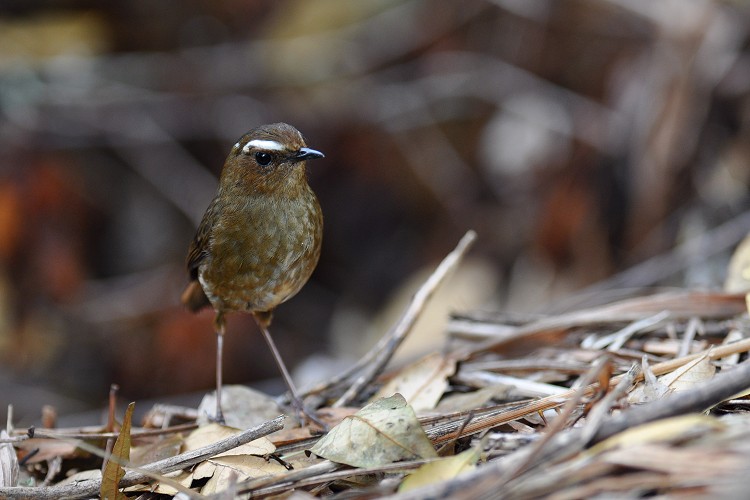 會降遷的小翼鶇（Brachypteryx montana）／謝季恩攝