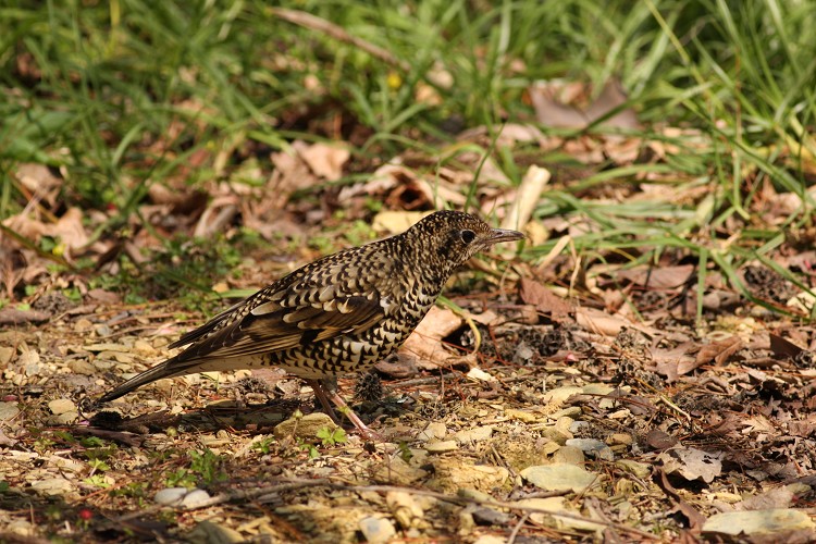 中低海拔地區冬季可見候鳥－虎鶇（Zoothera dauma）／曾建偉攝