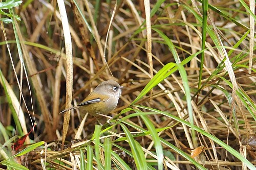 褐頭花翼／謝季恩攝