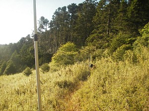 上：架設鳥網捕捉野鳥進行標放／孫元勳攝