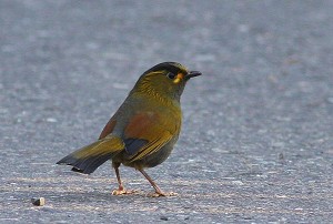 黃痣藪鶥／曾建偉攝