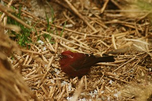 正在吃廚餘（飯粒）的酒紅朱雀／黃永坤攝