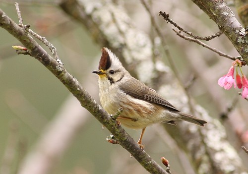 冠羽鳳鹛（Yuhina brunneiceps）／曾建偉攝
