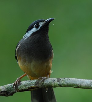 白耳奇鹛／洪孝宇攝