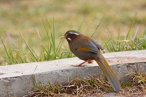 台灣噪鹛（Garrulax morrisonianus）／曾建偉攝