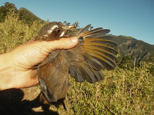臺灣噪鹛圓短翅型／黃永坤攝