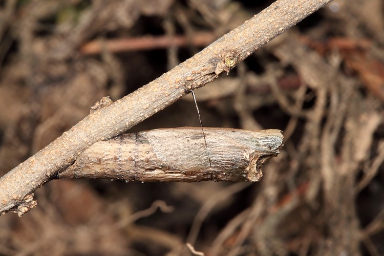 黃邊鳳蝶（Chilasa clytia）以蛹越冬／張永仁攝