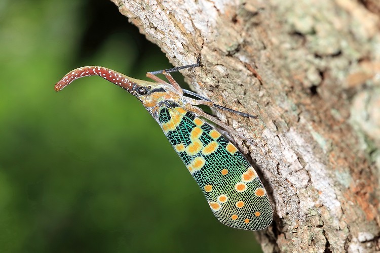 龍眼雞成蟲冬季躲藏在避風處越冬／張永仁攝