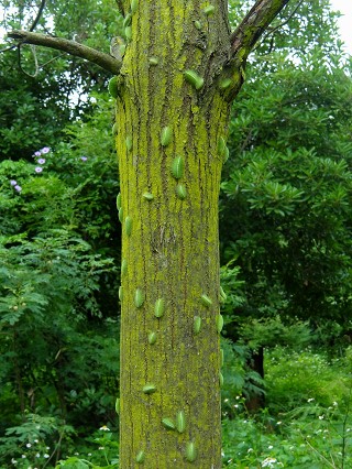吃光樹葉成群扁刺蛾（Thosea sinensis）幼蟲爬下樹覓食／張永仁攝