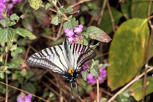高嶺升天鳳蝶／張永仁攝