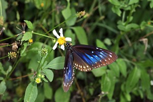 金門紫斑蝶／張永仁攝