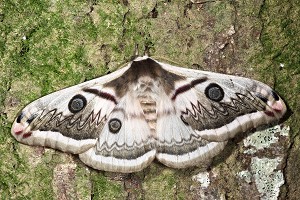 四黑目天蠶蛾（Eriogyna pyretorum）(雌)是金門冬季才出現的昆蟲／張永仁攝