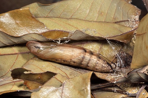 芋單線天蛾（Theretra silhetensis）在落葉堆縫隙越冬的蛹／張永仁攝