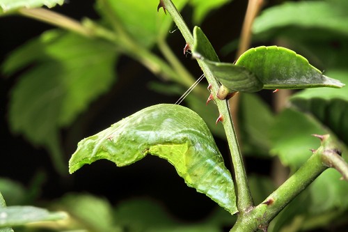 白紋鳳蝶（Papilio helenus）也是以蛹越冬／張永仁攝
