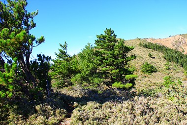 二葉松／范震華攝