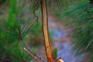 二葉松枝條油脂／范震華攝