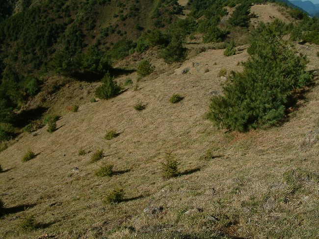 火燒後自然生長與人工種植的雲杉／廖天賜提供