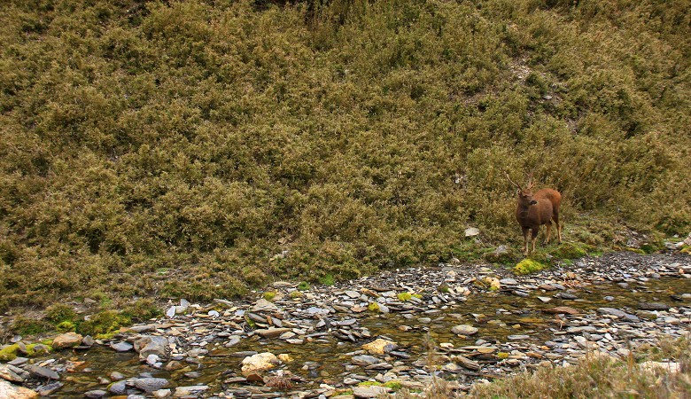生活於高海拔山區的臺灣水鹿，為臺灣特有亞種／范震華攝