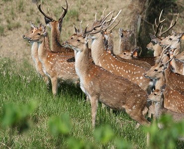 梅花鹿夏季毛色—體側有明顯斑點／墾管處提供