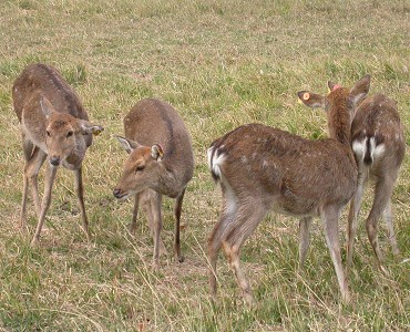 梅花鹿冬季毛色－灰暗、體側斑點不明顯／墾管處提供