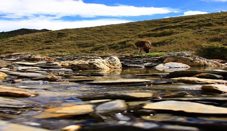到溪邊活動的臺灣水鹿／范震華攝
