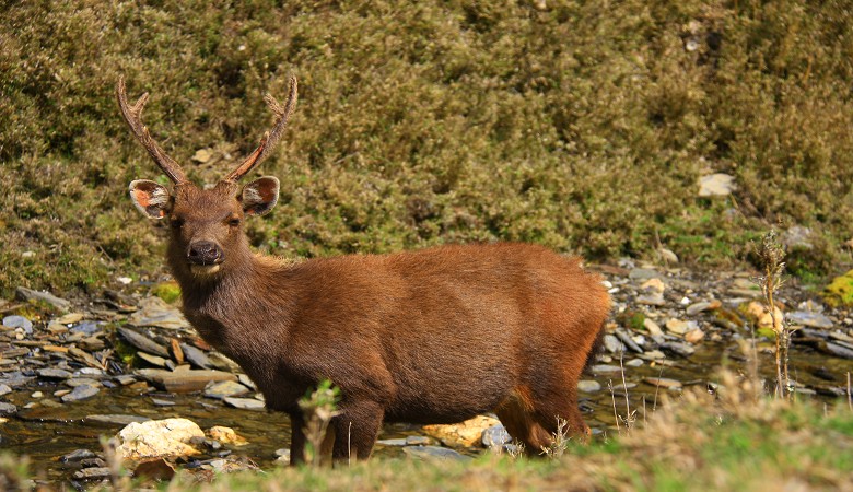 正要從茸角生長成硬角的臺灣水鹿／范震華攝