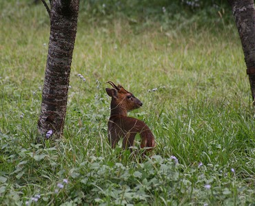 俗稱「吠鹿」的山羌，為臺灣特有亞種／李盈瑩攝