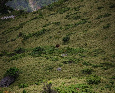 山坡上覓食的臺灣水鹿／范震華攝 