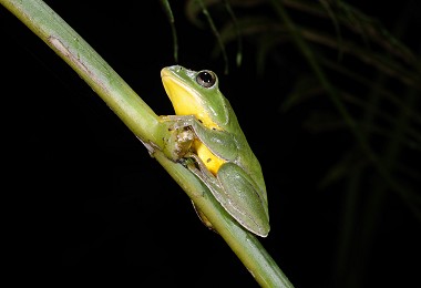 指（趾）末端有吸盤的臺北樹蛙