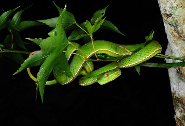 臺北樹蛙在冬天主要的天敵：赤尾青竹絲