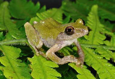艾氏樹蛙
