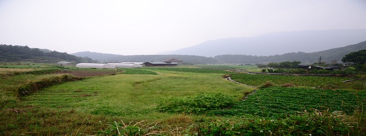 竹仔湖的海芋田邊就可以發現臺北樹蛙了！