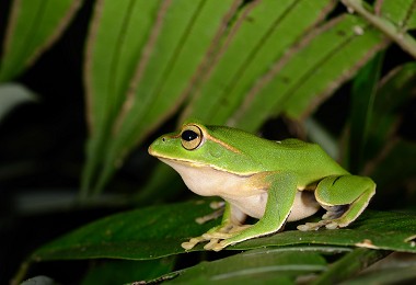 翡翠樹蛙