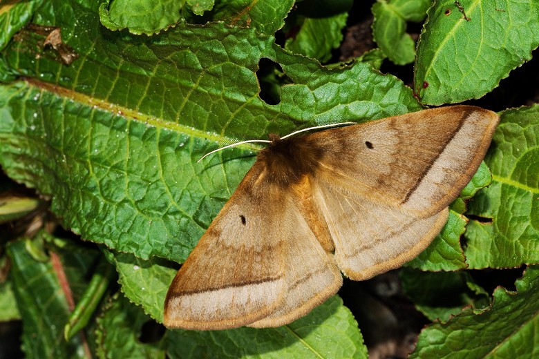 停於路燈下草地的灰帶蛾（Apona fuliginosa）雌蟲