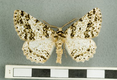 林氏污雪尺蛾正模式標本，目前存放於臺中科學博物館