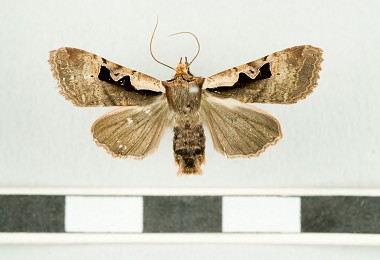 被指定為林氏杉冬夜蛾的副模式標本之一