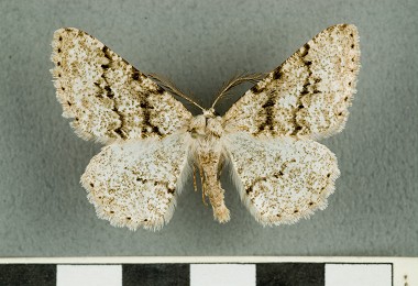 林氏污雪尺蛾的近似種─污雪帶紋尺蛾