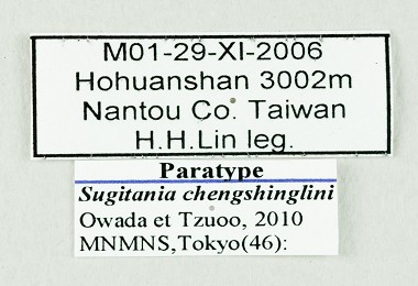 林氏杉冬夜蛾的標本籤與鑑定籤