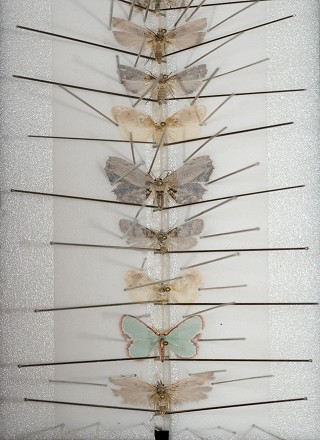 每一份標本都必須被細心地處理，因為牠們犧牲小我，成為重要的證據標本