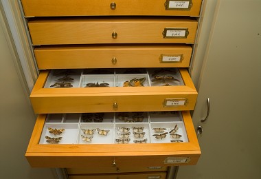 在林組長擔任站主任期間，證據標本都被妥善地管理與蒐藏