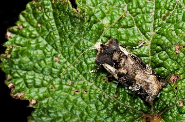 曲翼冬夜蛾（Teratoglaea paci.ca）在幾年的調查裡僅僅發現 3次，非常難得一見