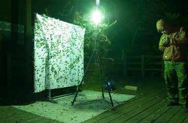 夜間燈光誘集時，面對滿滿的飛蛾，忍著牠們東鑽西撞造成的不適乃是家常便飯